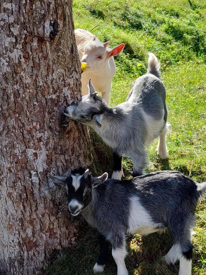 Apartmán Urlaub An Der Grenze Lauterbach  Exteriér fotografie